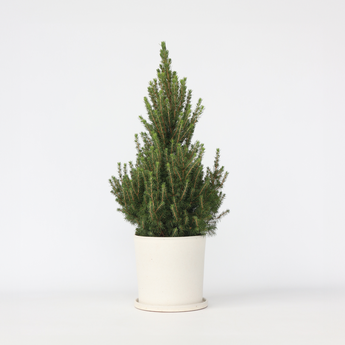 Picea Mini-Weihnachtsbaum - Picea Glauca Conica 'December' - Höhe 55-75Cm - Ø21Cm