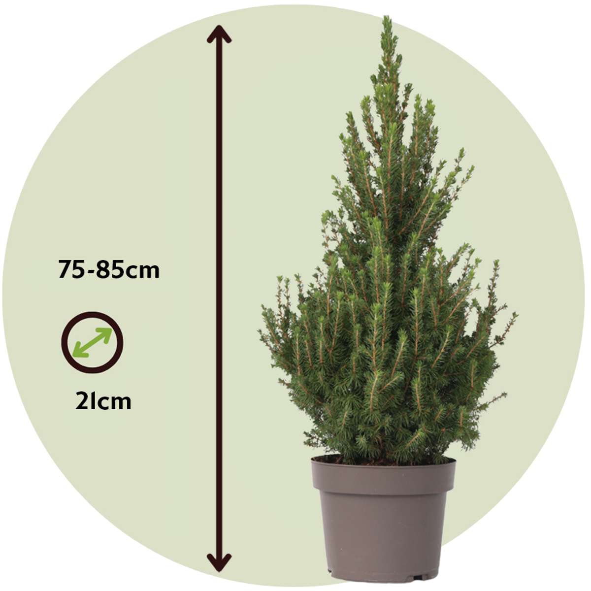 Picea Mini-Weihnachtsbaum - Picea Glauca Conica 'December' - Höhe 55-75Cm - Ø21Cm