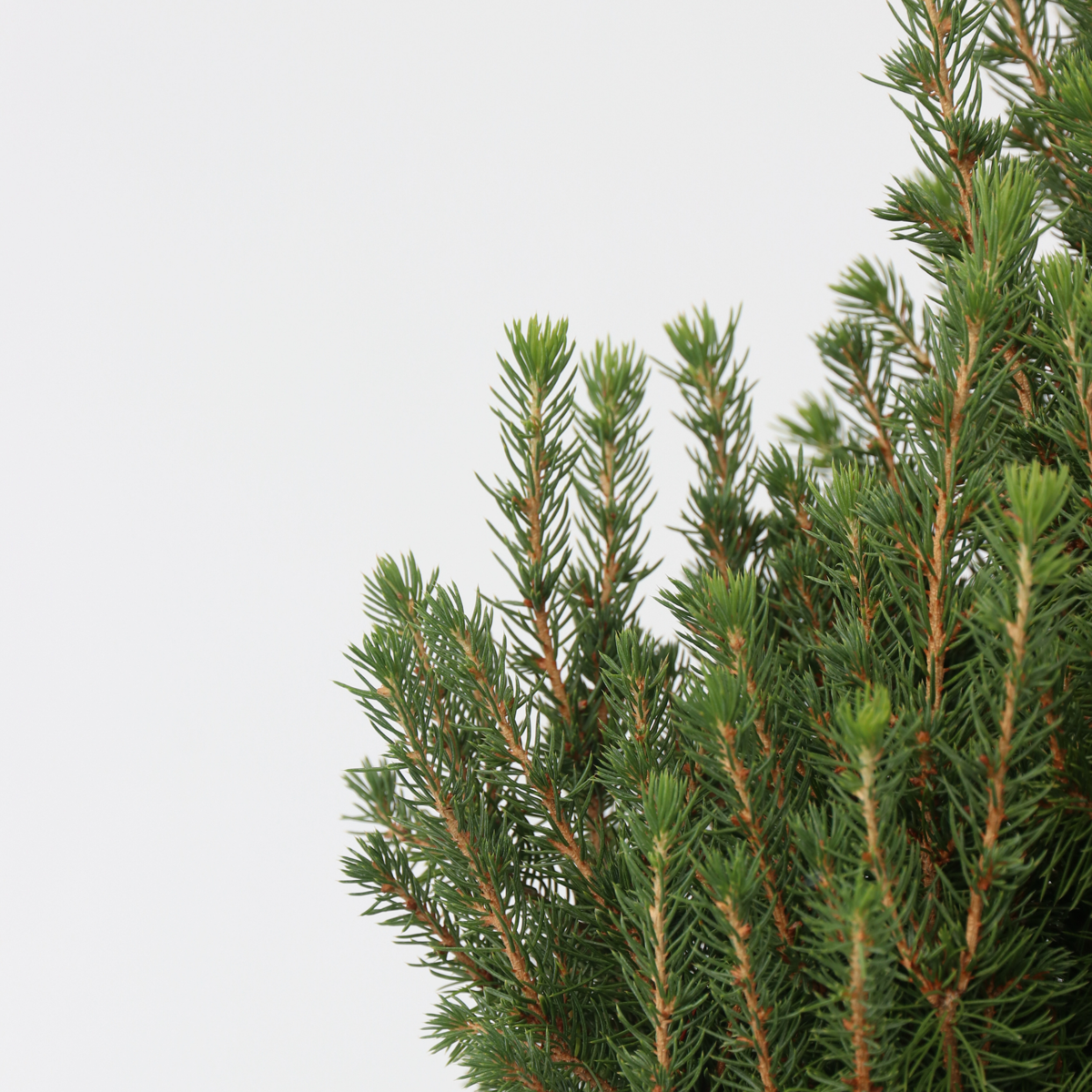 Picea Mini-Weihnachtsbaum - Picea Glauca Conica 'December' - Höhe 55-75Cm - Ø21Cm
