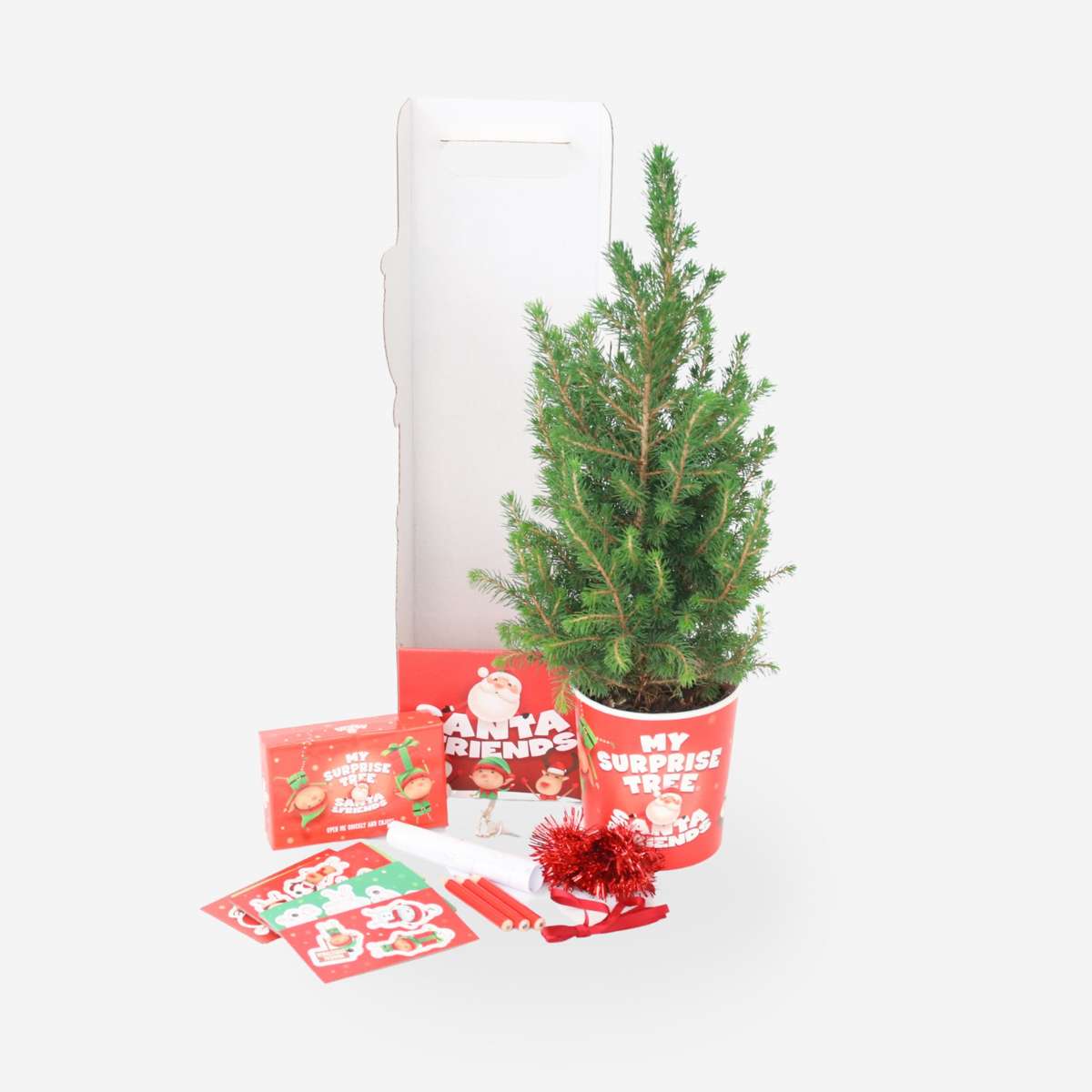 Picea Zuckerhutfichte - Picea Conica - Mini-Weihnachtsbaum Und Deko