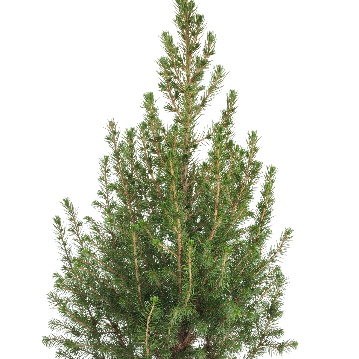 Picea Zuckerhutfichte - Picea Conica - Mini-Weihnachtsbaum Und Deko